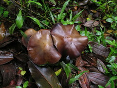 Psilocybe caerulescens