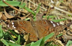 Junonia natalica natalica