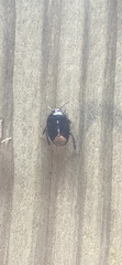 Pangaeus bilineatus