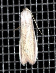 Prionopterina grammatistis