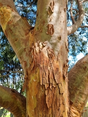 Angophora costata