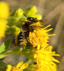 Eumelissodes