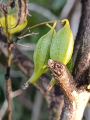 Ionopsis utricularioides
