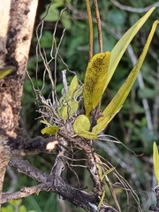 Ionopsis utricularioides