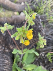 Calceolaria corymbosa