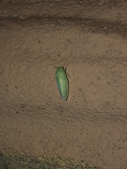 Gyponini