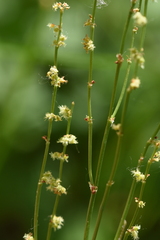 Rumex