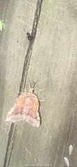 Clydonopteron sacculana