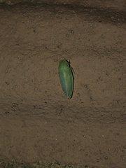 Gyponini