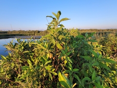 Ehretia anacua