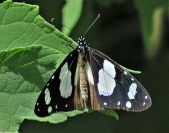 Amauris ochlea ochlea