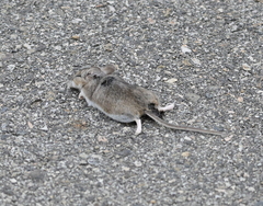 Peromyscus sonoriensis