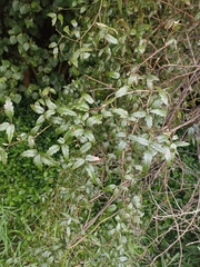 Rubus schmidelioides