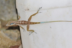 Anolis bartschi