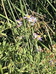 Symphyotrichum lentum