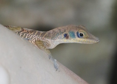Anolis bartschi