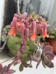 Kalanchoe