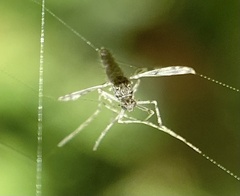 Chironomoidea
