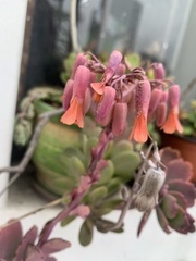 Kalanchoe