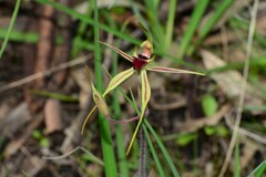Caladenia villosissima
