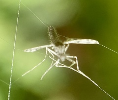 Chironomoidea