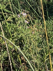 Symphyotrichum lentum