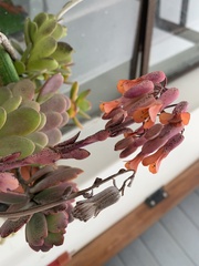 Kalanchoe