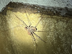 Acanthophrynus coronatus