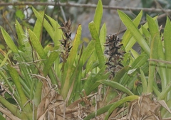 Guzmania monostachia