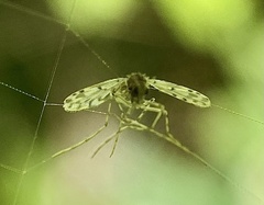 Chironomoidea