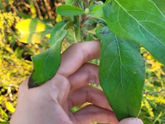 Ehretia anacua