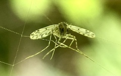 Chironomoidea