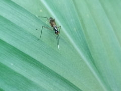 Rainieria