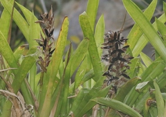 Guzmania monostachia