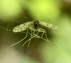 Chironomoidea