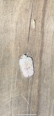 Flatoidinus punctatus