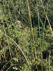Symphyotrichum lentum