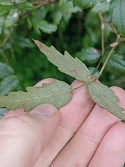 Rubus schmidelioides