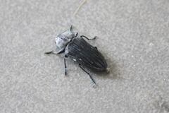 Merimna atrata