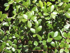 Quercus myrtifolia
