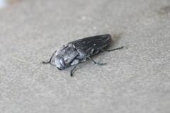 Merimna atrata