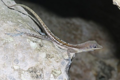 Anolis bartschi