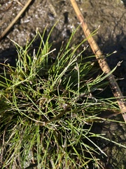 Isolepis cernua