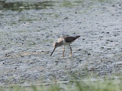 Xenus cinereus