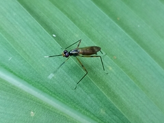 Rainieria