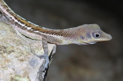 Anolis bartschi