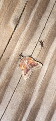 Clydonopteron sacculana