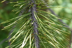 Pinus contorta