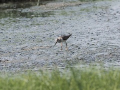 Xenus cinereus