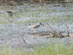 Xenus cinereus
